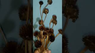 Bunga Pom Pom Duri Sunflower Mini