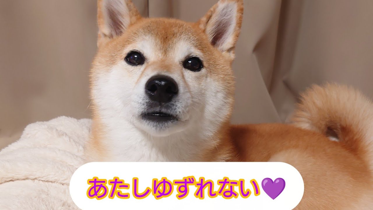 柴犬のしあわせな日常♡】おうち＆おさんぽ/2026年9月 #58 - YouTube