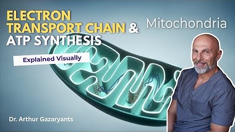 Electron Transport Chain & ATP Synthesis Explained Visually | Mitochondrial Energy Animation