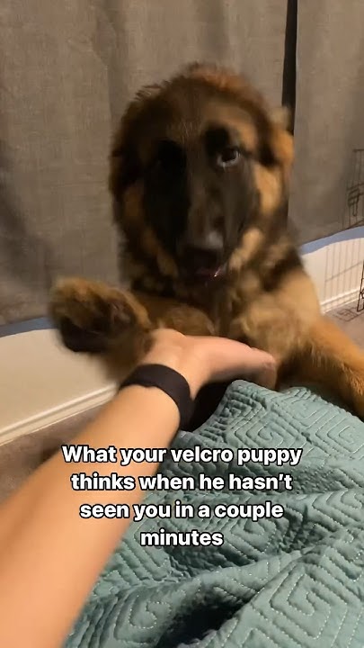 my-puppy-started-a-velcro-dog-and-now-is-a-five-stage-clinger-puppy
