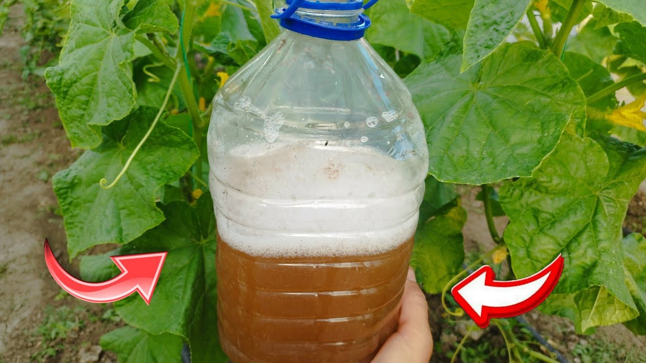 Insecticid bio /scapă rapid de dăunători...