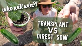 Can a Direct Sowed Cucumber Beat a Nursery Start? (Boston Pickling Cucumber Experiment)