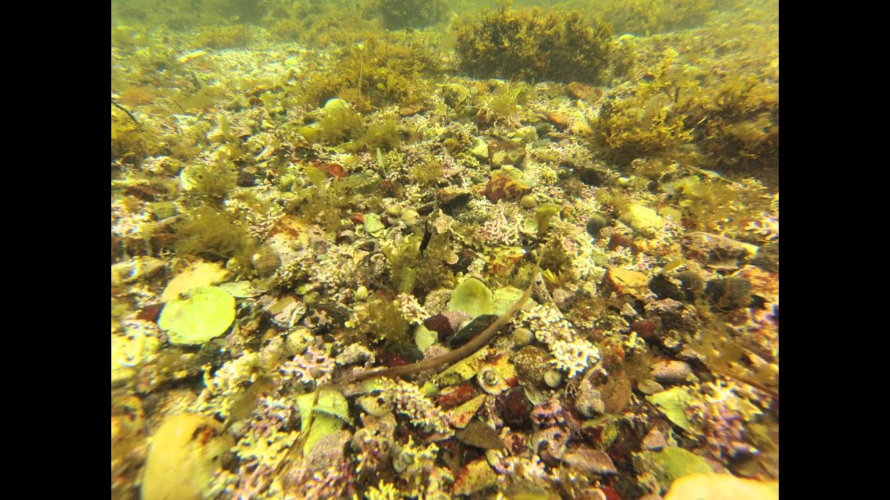 climate change projections Go Pro at South Skye Sea Lochs - July 2014