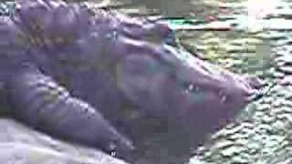 Alligator Drinking