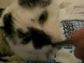 CIMG0484.MOV