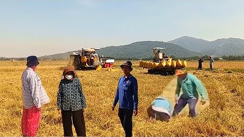 Nông dân thu hoạch miếng lúa bị gió thổi đỗ ngã sát đất làm ảnh hưởng thất mùa.