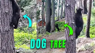 Dog Chases a Bear and Causes It to Climb a Tree