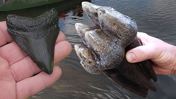 Incredible Mastodon Tooth, Giant Sloth Jaw, Megalodon shark tooth and more | Fossil hunting Florida