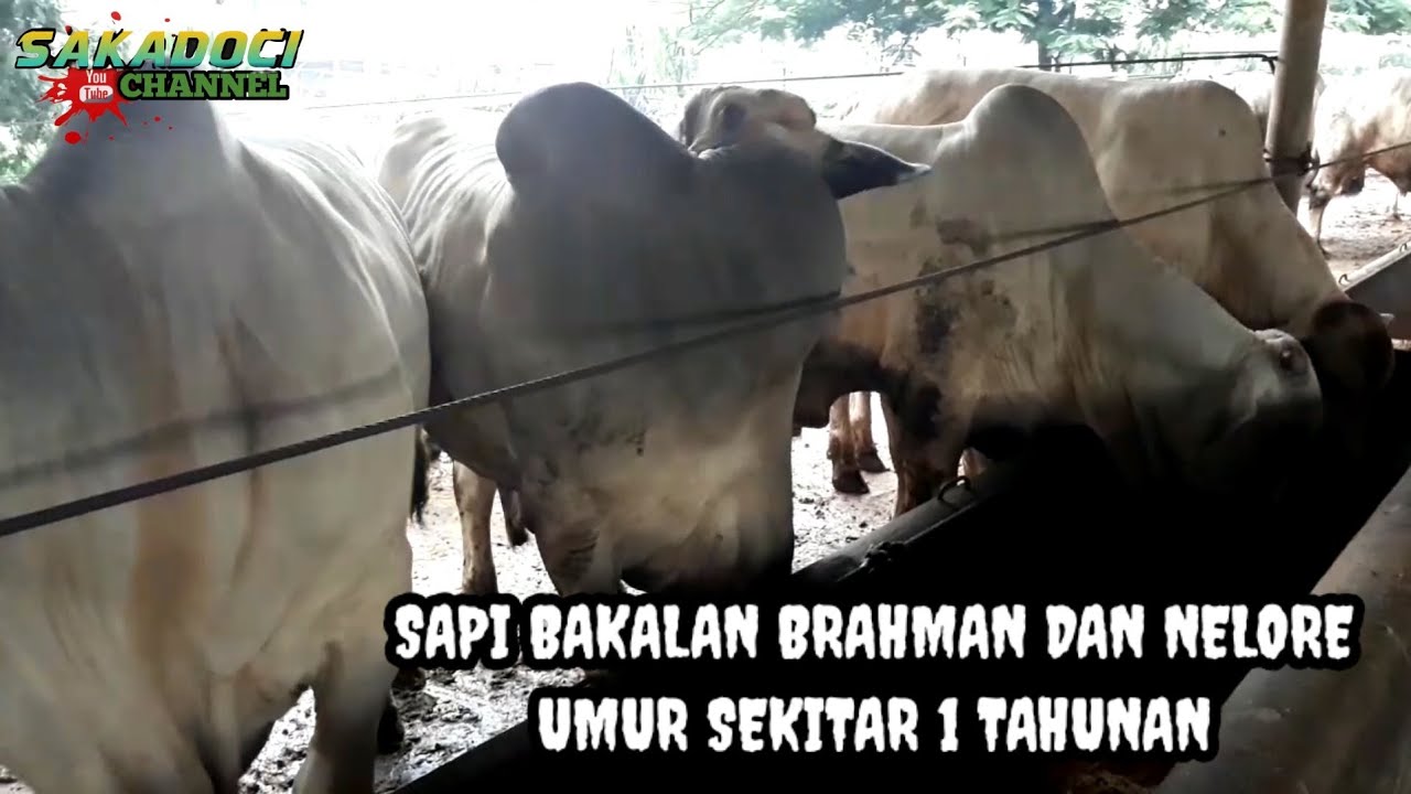 BAKALAN SAPI BRAHMAN DAN NELORE UMUR 1 TAHUNAN BIBIT