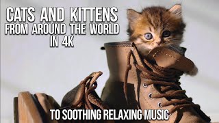 Adorable Cats and Kittens in 4K to Relaxing Music