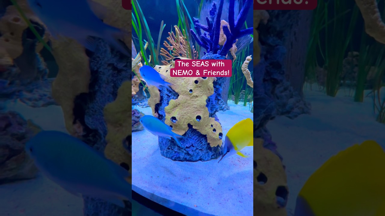 The Seas with NEMO & Friends @ EPCOT! 