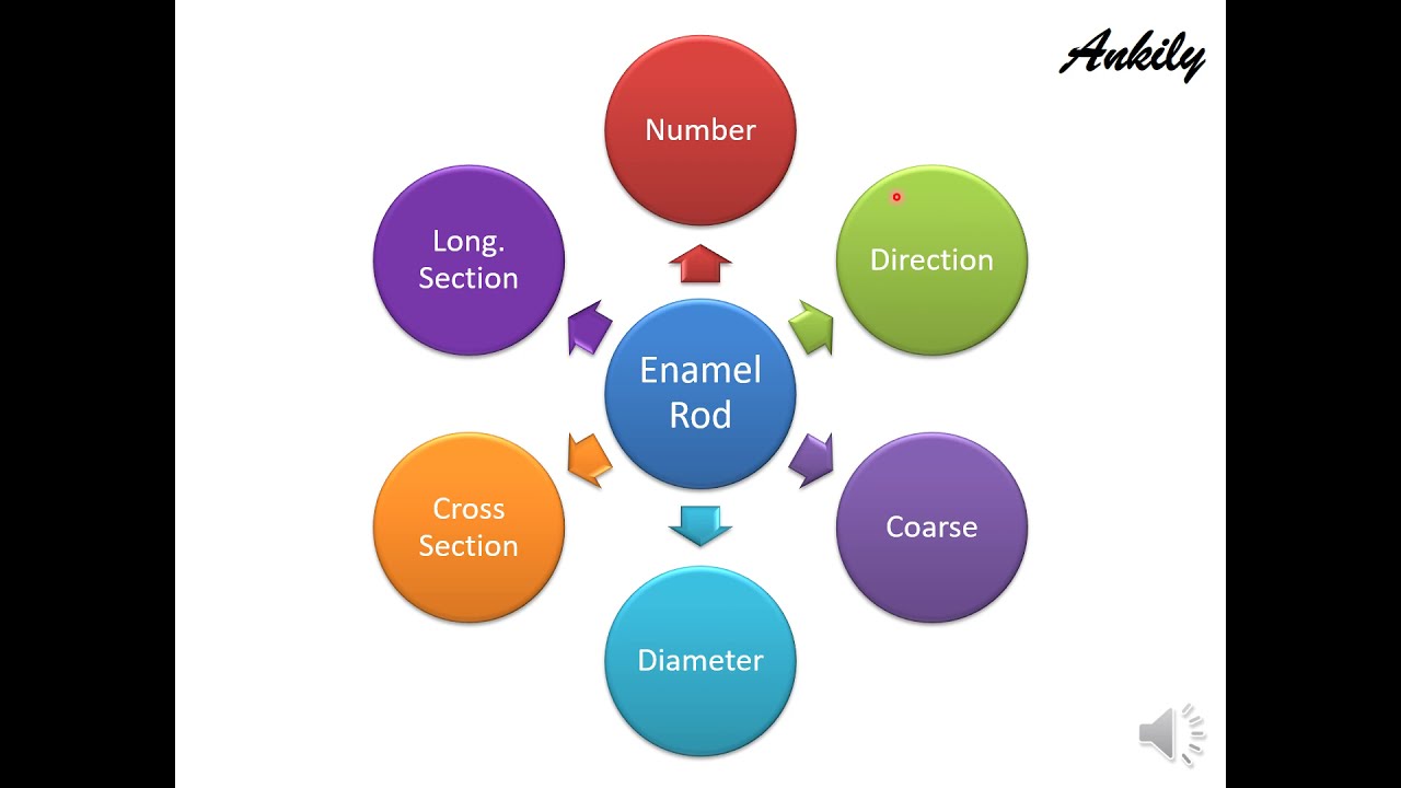 Enamel presentation part 2 (Shamel & Ankily)