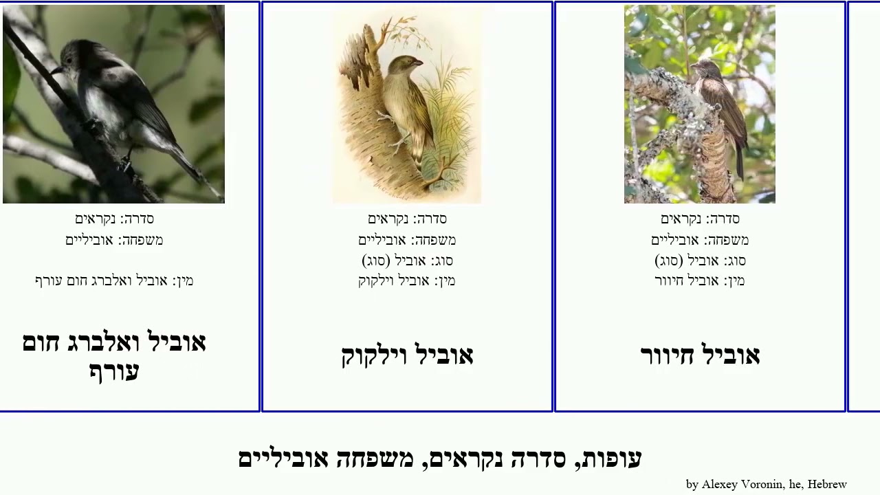 עופות, סדרה נקראים, משפחה אוביליים bird עורף None ואלברג גרון קשקשים מיזרחי קטן ירוק מקור Whole