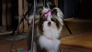 Pup academy