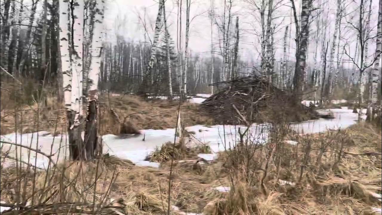 Бобриная многоэтажка 🦫 - YouTube