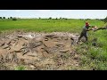 Lucky Farmer Found Many Fish in Mud Pond Rice Farm - Catching Fish By Hands in Raining Season