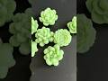 #candlemaking #handmade #candleart #succulents #fyp