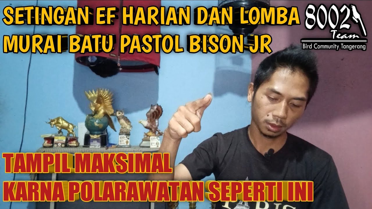 SETINGAN HARIAN DAN LOMBA MURAI BATU PASTOL BISON JR