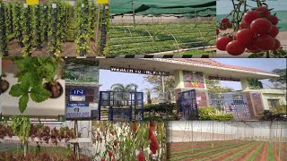 Center of Excellence for Vegetables & Flowers || Suchitra circle || Hyderabad || PrabhaCreativeTalks screenshot 4