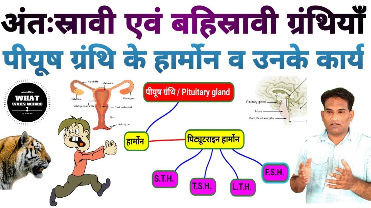Difference Between Exocrine Endocrine Glands And Their Enzymes Hormones And Work In Hindi Youtube