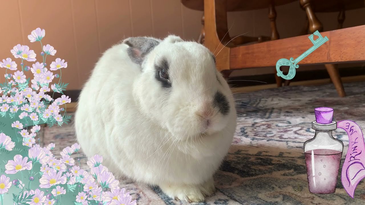 Rabbit Listens to Alice in Wonderland for the First Time (Chapter 1)