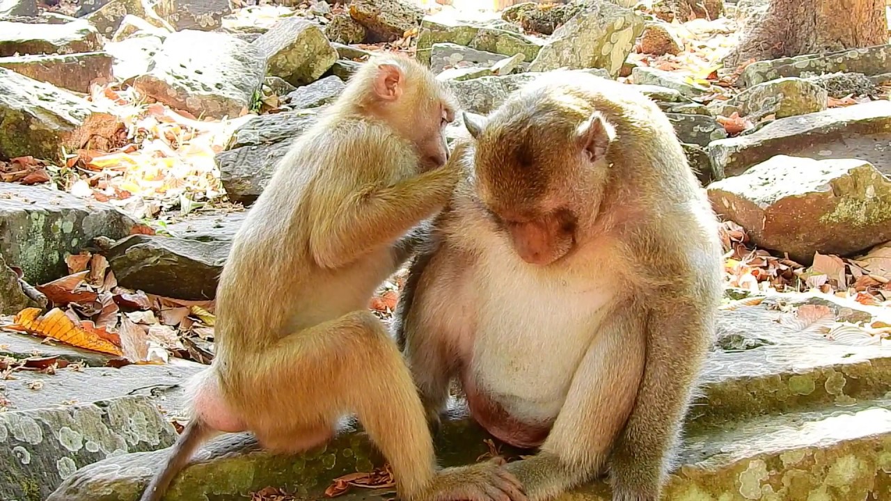 Wow, Look so sweet adult pigtail monkey Rose consoling & grooming king monkey Mark so warmly.