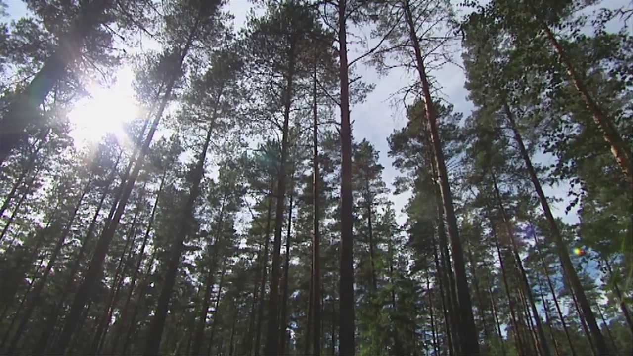 LUNAWOOD® ecological ThermoWood®