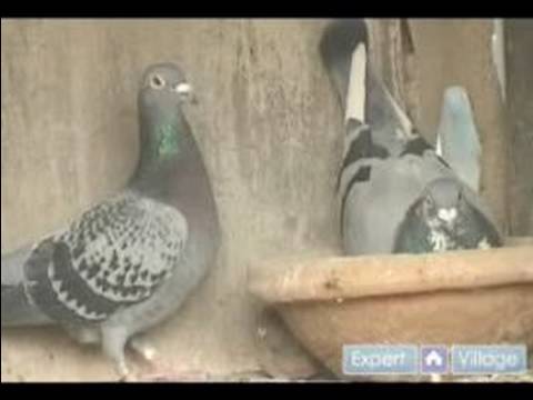 How to Breed and Train Homing Pigeons : The Widowh...