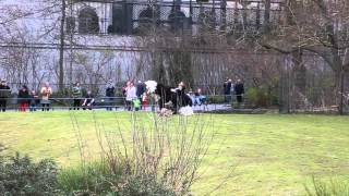 Ostrich Mating At The Berlin Zoo - 03272016