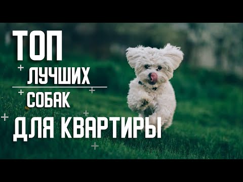 Лучшие породы собак для квартиры