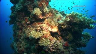 Coral Reefs \& Climate Change