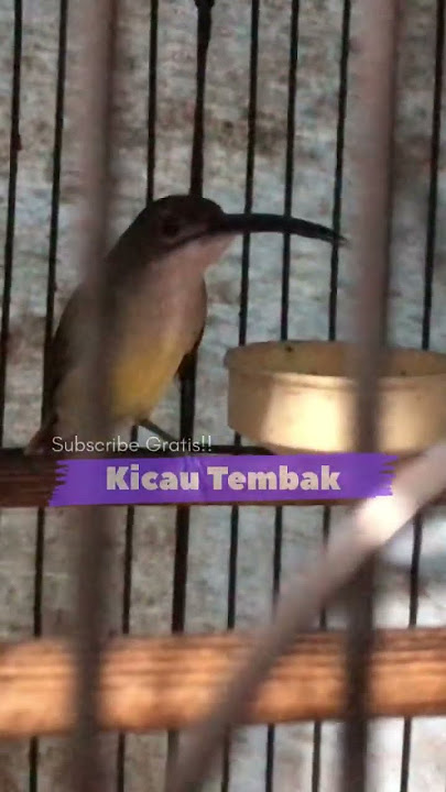 BESETAN KASAR‼️PIJANTUNG PISANG KONSLET MBESET NEMBAK DURASI PANJANG DAN JERNIH #shorts