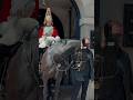 Crowd cheer when horse did this   horse guards royal guard kings guard horse london 2024