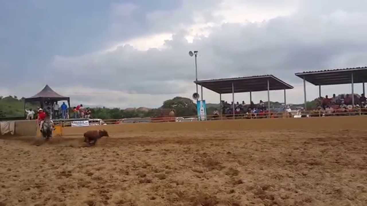 Campeonato de Lazo de Veraguas 2015 - Bolita 2/5 - YouTube