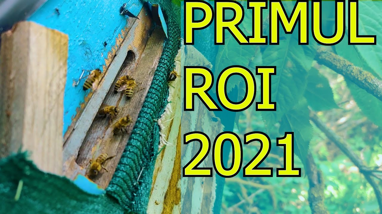 CAPCANE PENTRU ALBINI! PRIMUL ROI 2021