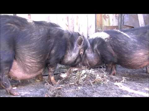 беременности у вьетнамских вислобрюхих свиней