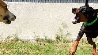 DOBERMANN TRÈS AGITÉ FACE AUX CHIENS / FORMATION EDUCATEUR CANIN