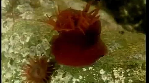 Como ocorre o processo de respiração e seres vivos como Poríferos e cnidários?