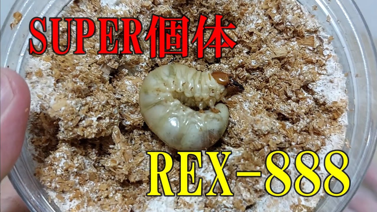 大型血統】国産オオクワガタのSUPER個体！！REX-888の幼虫を菌糸ビンに