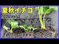 【夏秋イチゴ】小苗と大苗とメリクロン苗, 気化熱を生める不織布に定植【2026年4月】