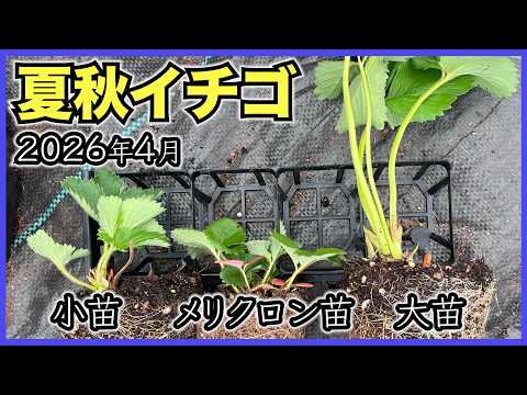 Summer/Autumn Strawberries] Small seedlings, large seedlings, and