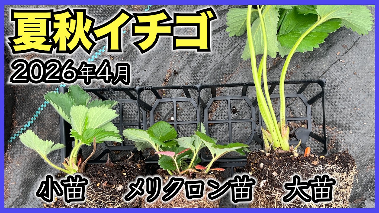 Summer/Autumn Strawberries] Small seedlings, large seedlings, and