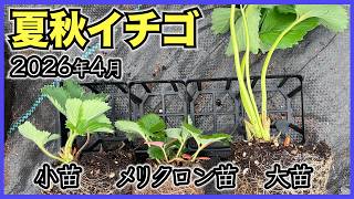 Summer/Autumn Strawberries] Small seedlings, large seedlings, and