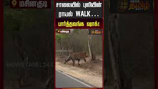 சாலையில் புலியின் Royal Walk! பார்த்தவங்க ஷாக்! | Masinagudi | Nilgiris |