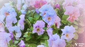 قد يعلم الله المعوقين منكم الربع الثامن من الجزء الحادي والعشرون من سورة الأحزاب الحصري المعلم