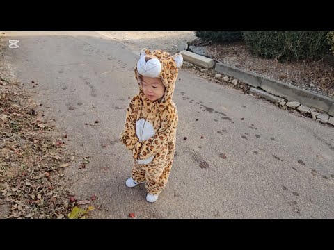 Tiger Check Nov 18 2025