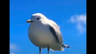 seagull (Joke FNF Song)
made the chromatics and song (+ visualizer)
thats it
even the art is a joke B) seagull (Joke FNF Song)