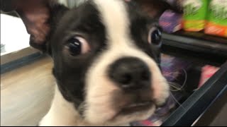 Not A Christmas Puppy Will The Boston Terrier Pup Get A Home Soon? Life Of A Puppy