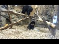 円山動物園　マレーグマの取っ組み合い