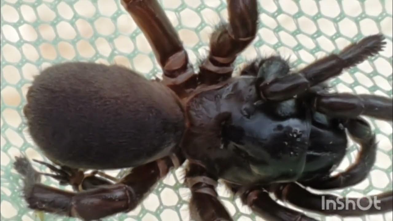 drowning spiders... YouTube